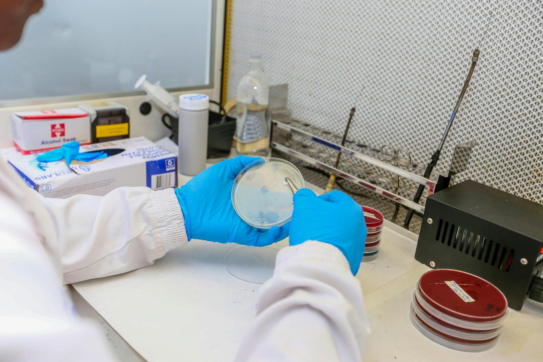 Scientist in laboratory holding petri dish with cultures, wearing protective gloves and coat.
